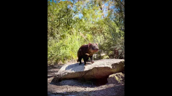 Saffire Freycinet Resident Devil